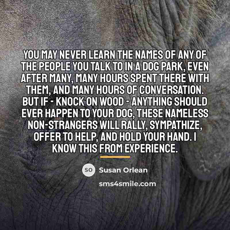 “You may never learn the names of any of the…” quote by Susan Orlean