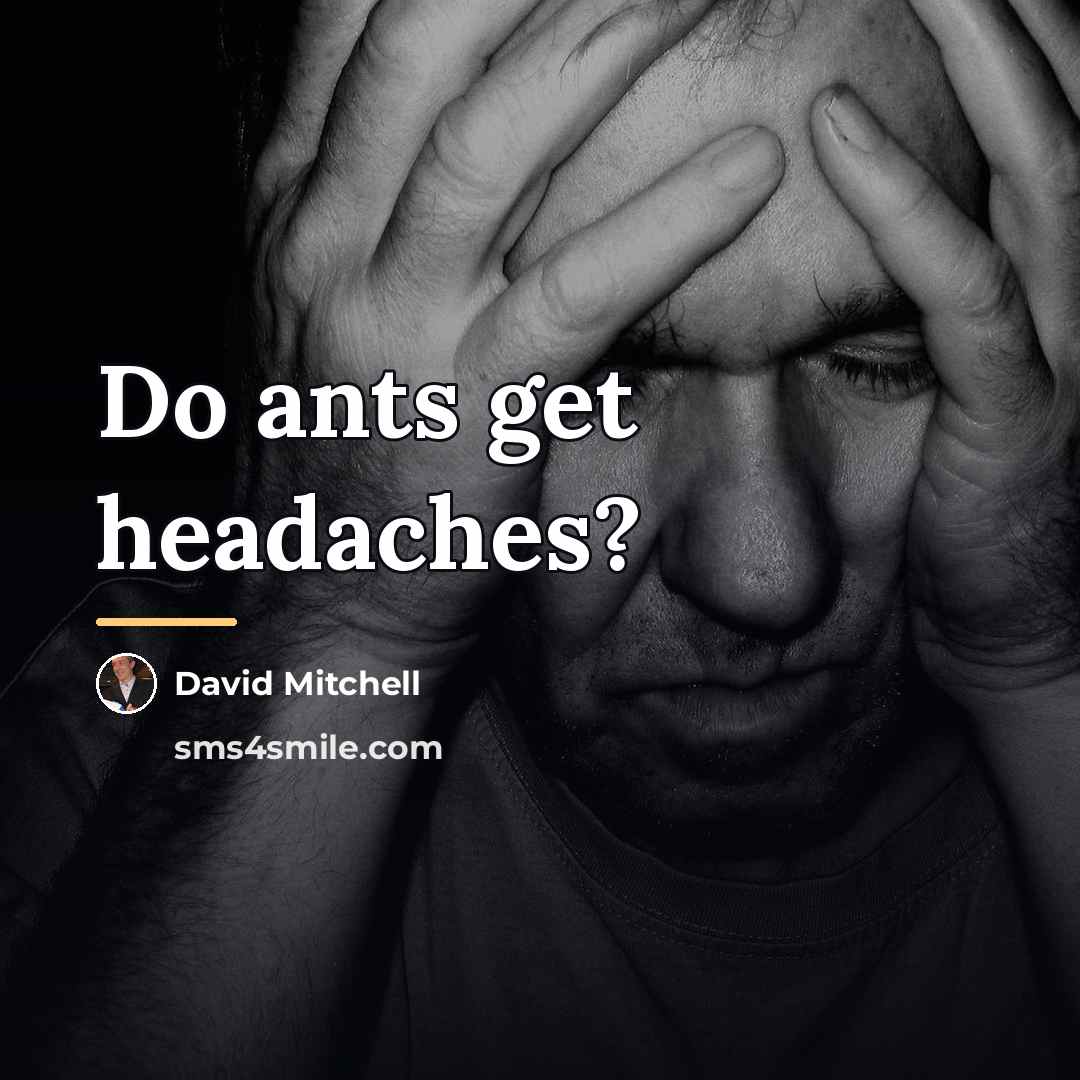“Do ants get headaches?…” quote by David Mitchell