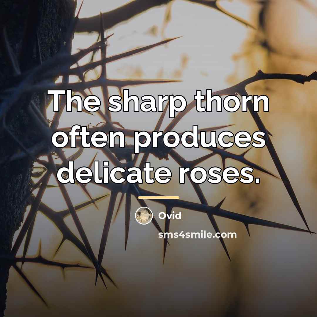 “The sharp thorn often produces delicate roses.…” quote by Ovid