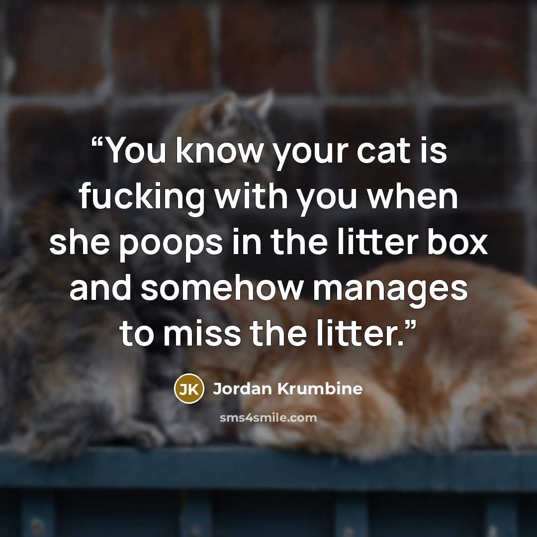 “You know your cat is fucking with you when she poops in the litter box and somehow manages to miss the litter.” quote by Jordan Krumbine