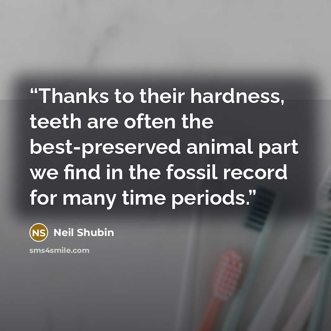 “Thanks to their hardness, teeth are often the best-preserved animal part we find in the fossil record for many time periods.” quote by Neil Shubin