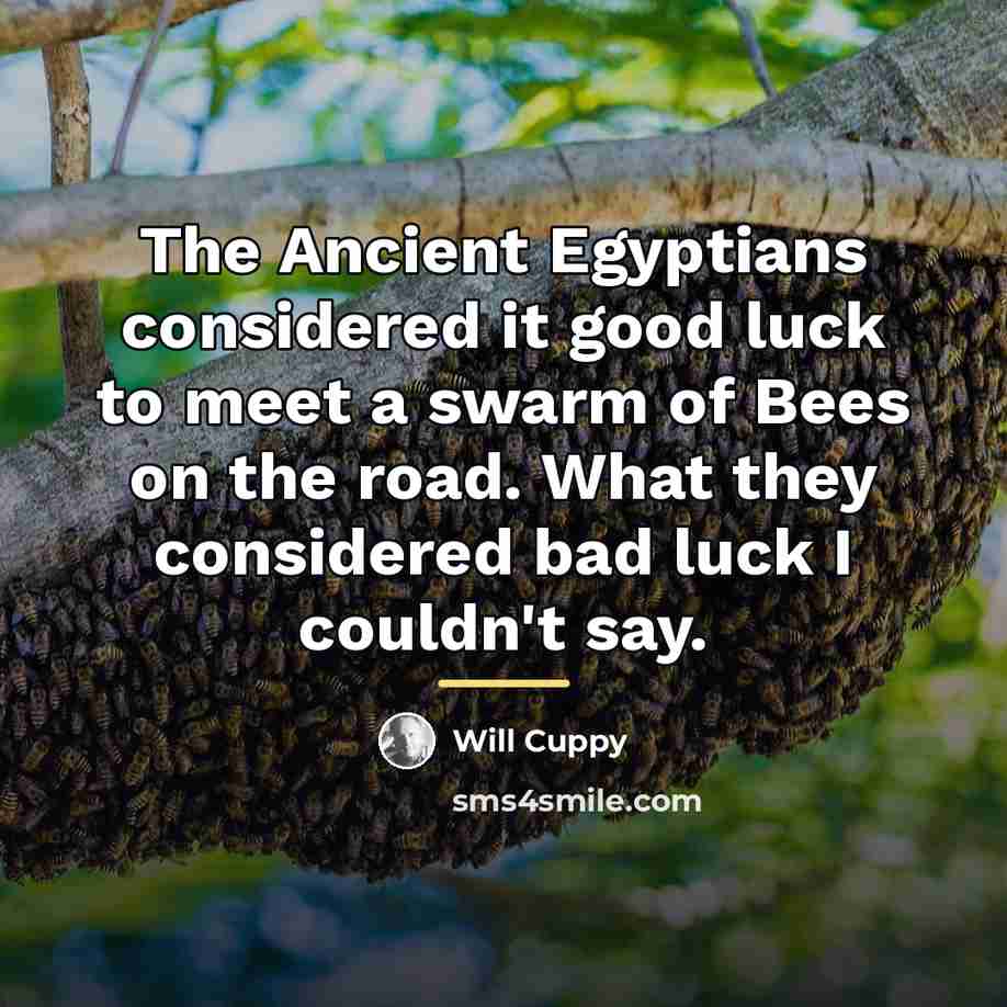 “The Ancient Egyptians considered it good luck to meet a…” quote by Will Cuppy