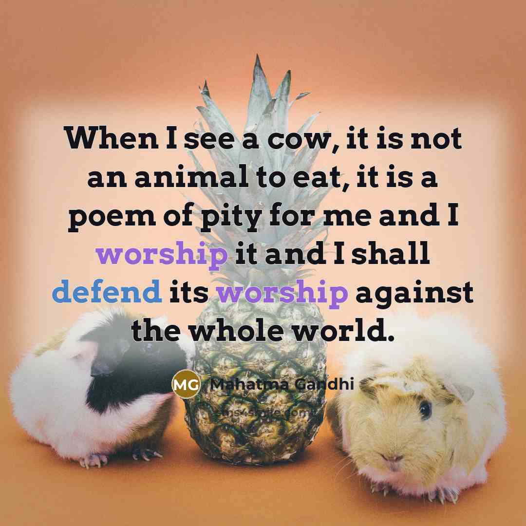 “When I see a cow, it is not an animal…” quote by Mahatma Gandhi