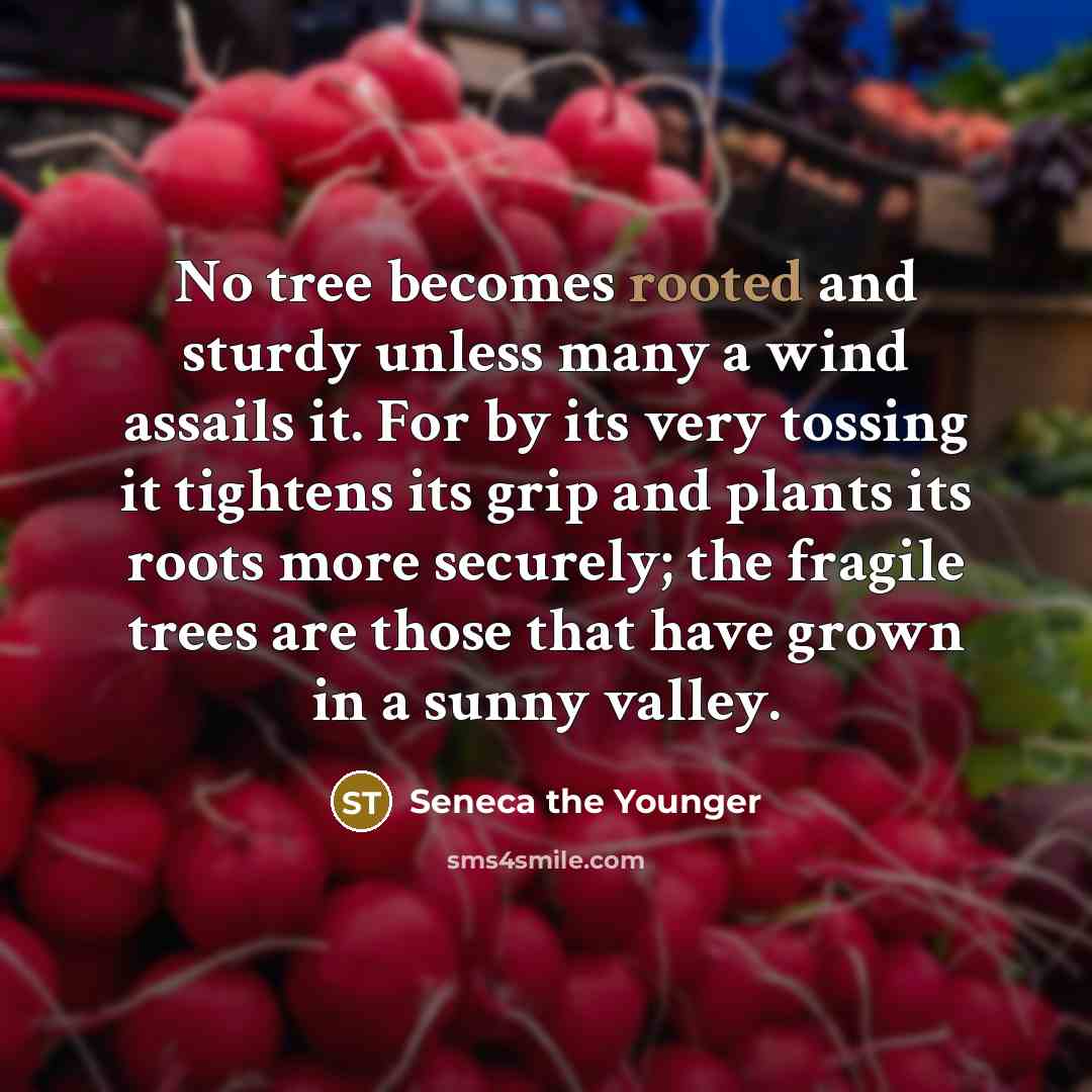 “No tree becomes rooted and sturdy unless many a wind…” quote by Seneca the Younger
