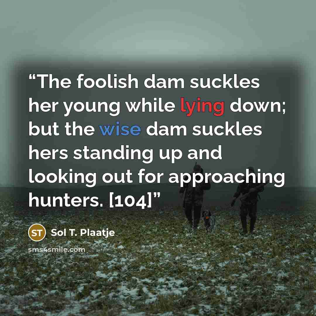 “The foolish dam suckles her young while lying down; but the wise dam suckles hers standing up and looking out for approaching hunters. [104]” quote by Sol T. Plaatje