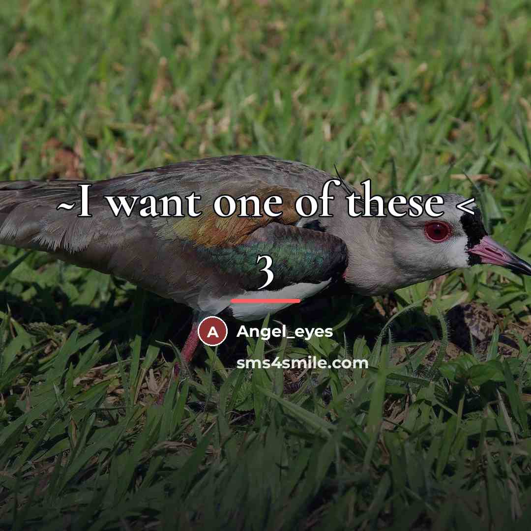 “~I want one of these < 3…” quote by Angel_eyes