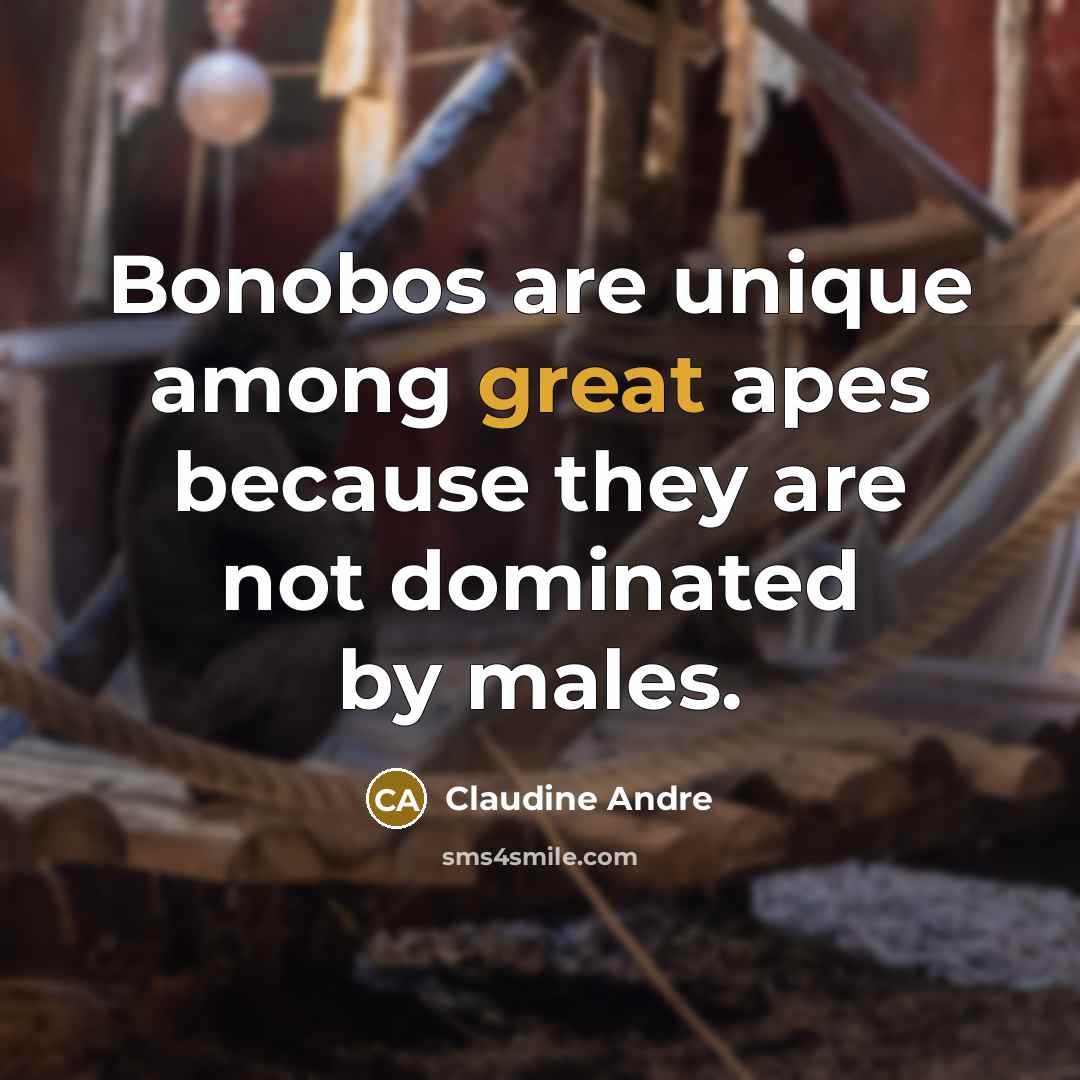 “Bonobos are unique among great apes because they are not…” quote by Claudine Andre