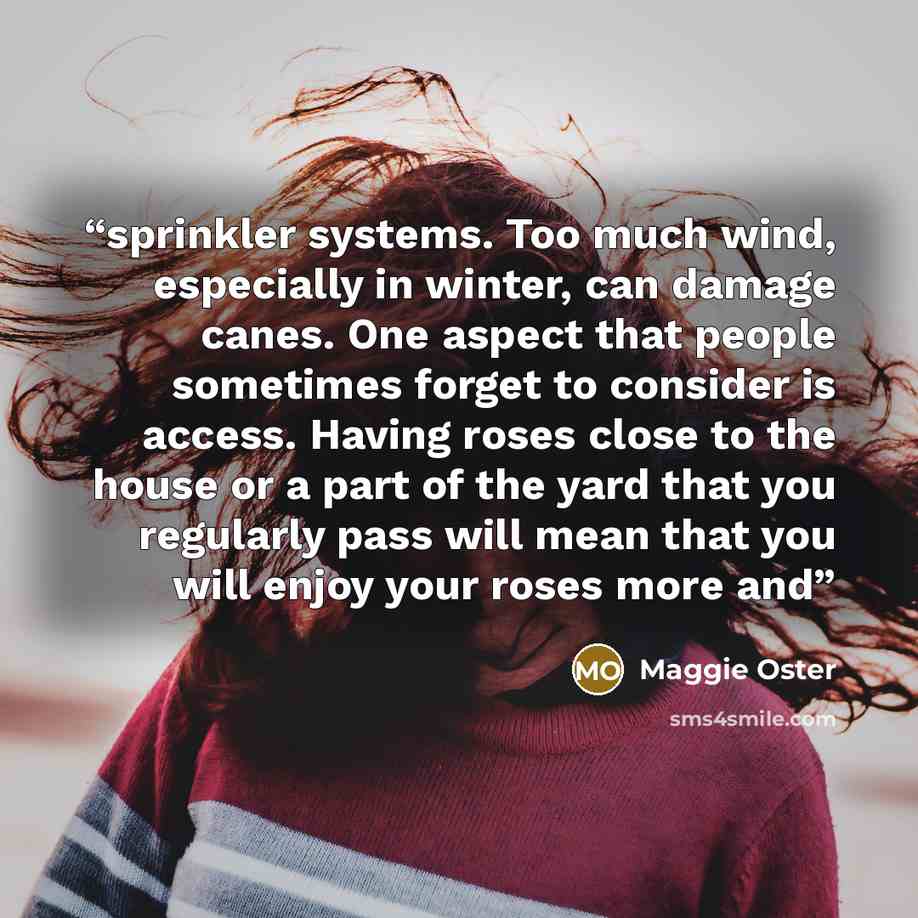 “sprinkler systems. Too much wind, especially in winter, can damage canes. One aspect that people sometimes forget to consider is access. Having roses close to the house or a part of the yard that you regularly pass will mean that you will enjoy your roses more and” quote by Maggie Oster