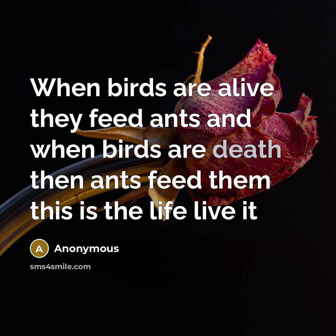 “When birds are alive they feed ants and when birds…” quote by Anonymous