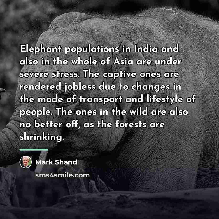 “Elephant populations in India and also in the whole of…” quote by Mark Shand