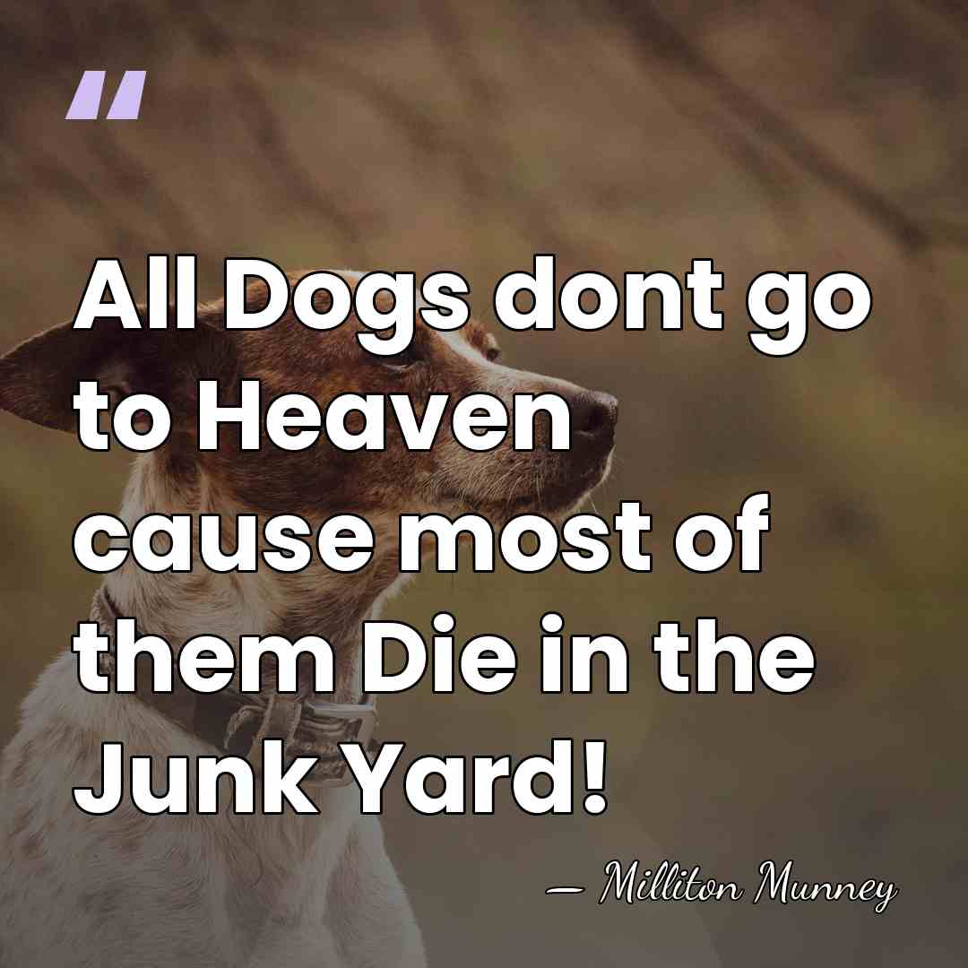 All Dogs dont go to Heaven cause most of them Die in&hellip; - Milliton MUNNEY