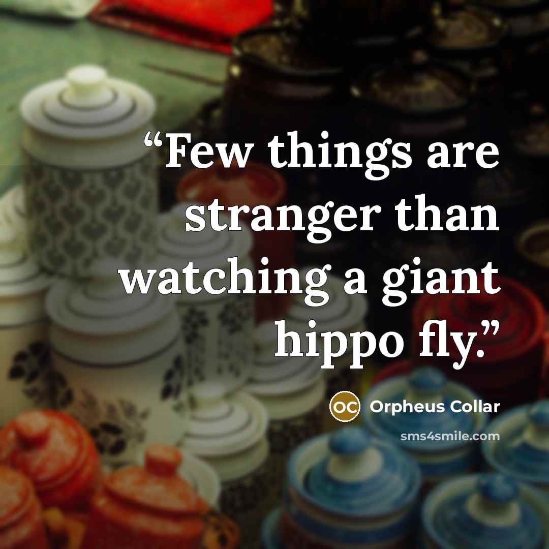 “Few things are stranger than watching a giant hippo fly.” quote by Orpheus Collar