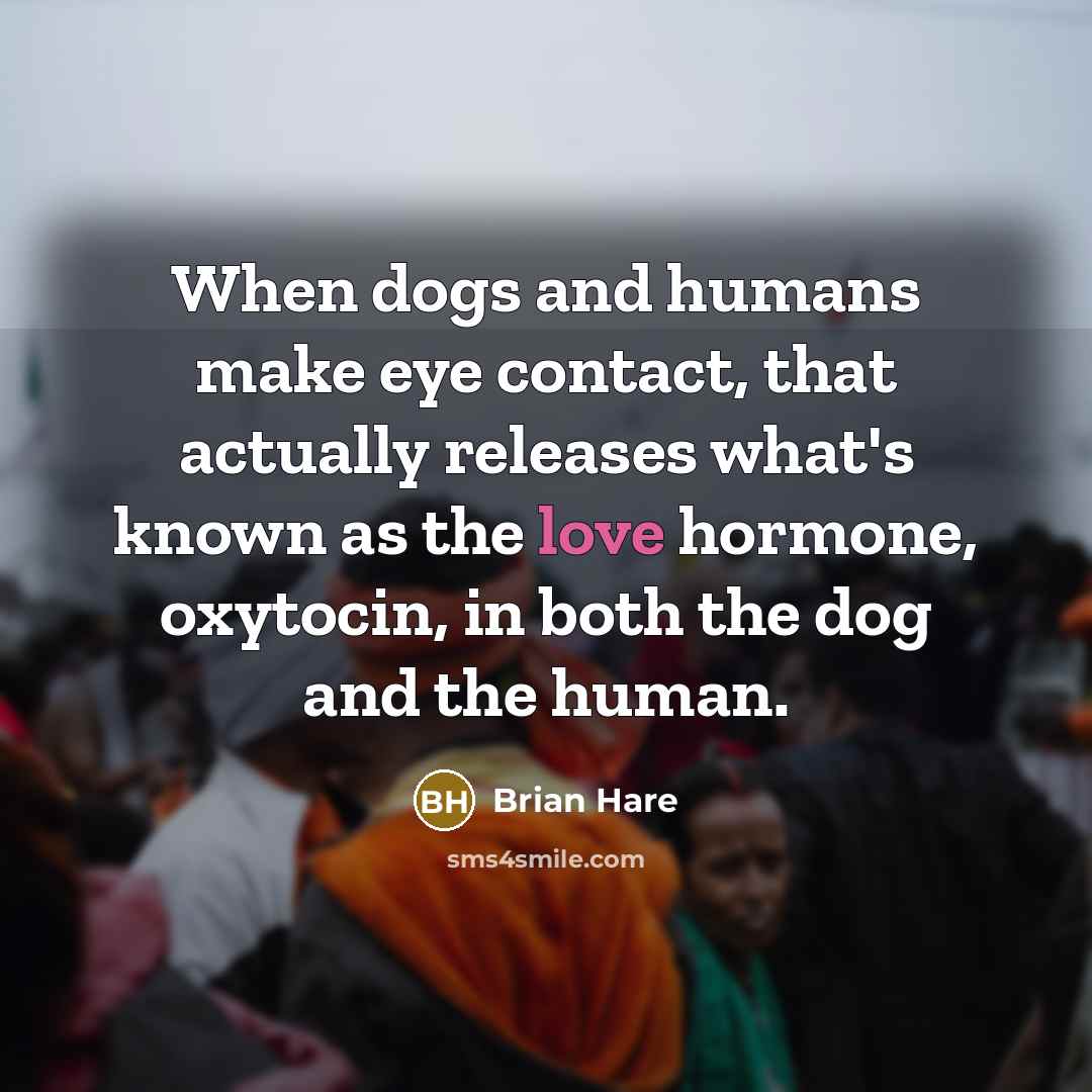 “When dogs and humans make eye contact, that actually releases…” quote by Brian Hare