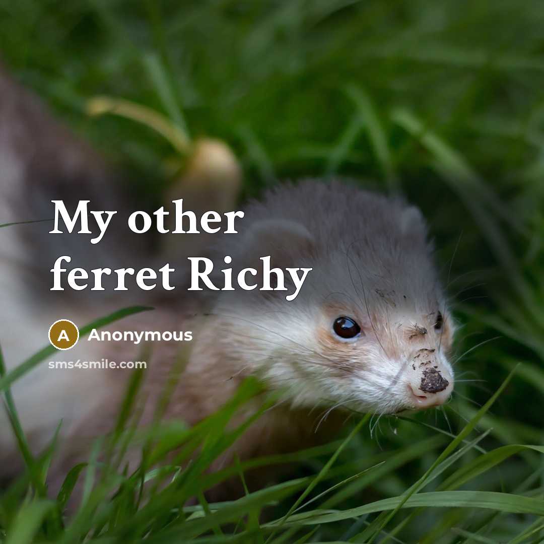 “My other ferret Richy” quote by Anonymous