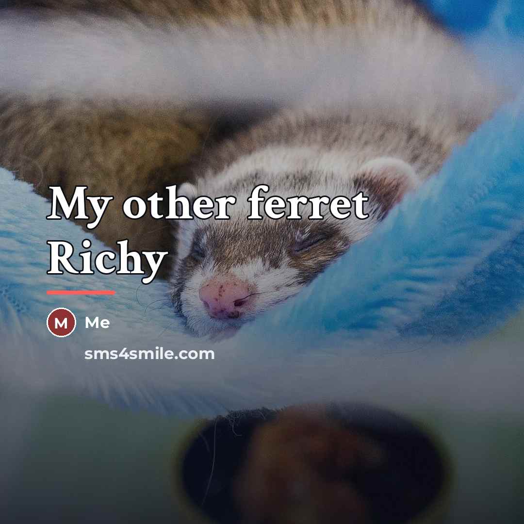 “My other ferret Richy…” quote by Me