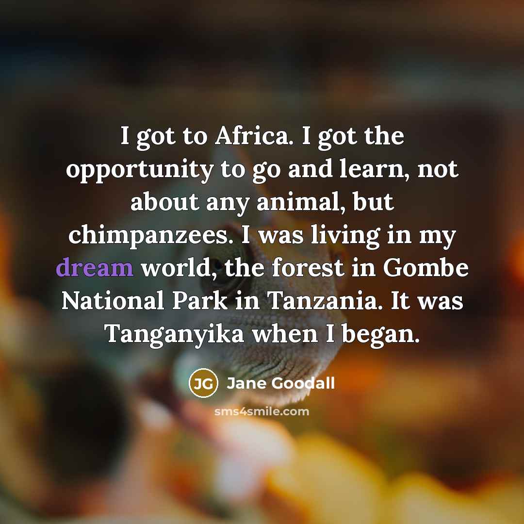 “I got to Africa. I got the opportunity to go…” quote by Jane Goodall