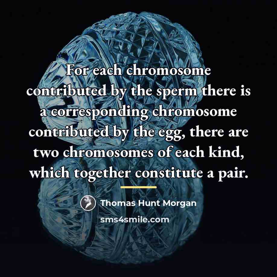 “For each chromosome contributed by the sperm there is a…” quote by Thomas Hunt Morgan