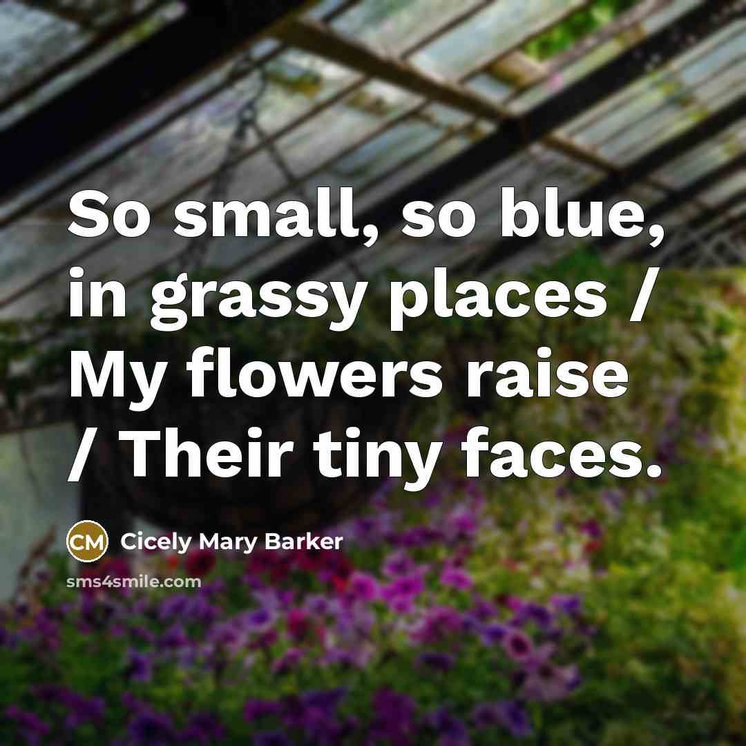 “So small, so blue, in grassy places / My flowers…” quote by Cicely Mary Barker