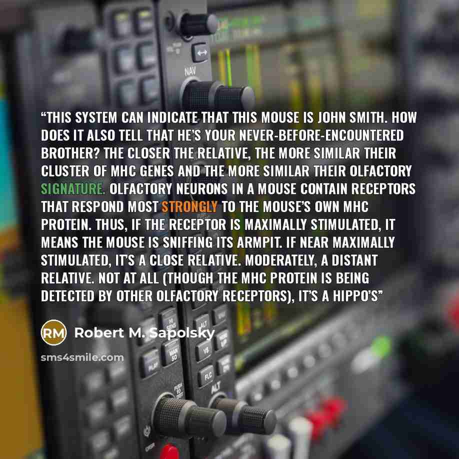 “This system can indicate that this mouse is John Smith. How does it also tell that he’s your never-before-encountered brother? The closer the relative, the more similar their cluster of MHC genes and the more similar their olfactory signature. Olfactory neurons in a mouse contain receptors that…” quote by Robert M. Sapolsky
