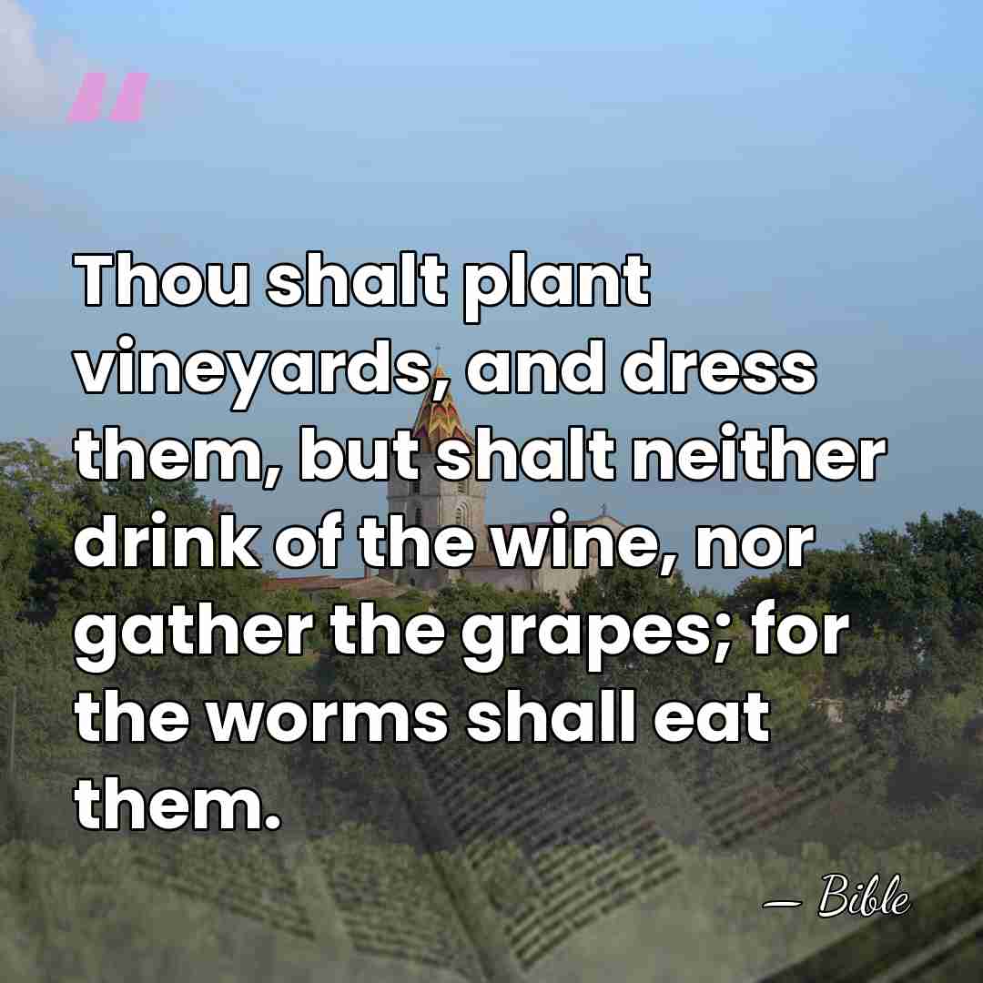 Thou shalt plant vineyards, and dress them, but shalt neither drink of&hellip; - Bible