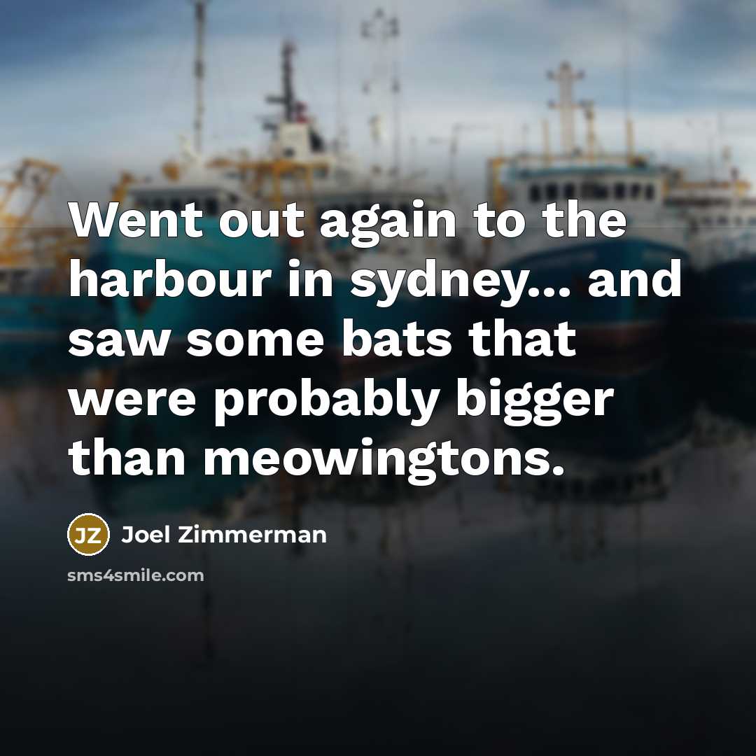 “Went out again to the harbour in sydney... and saw some bats that were probably bigger than meowingtons.” quote by Joel Zimmerman