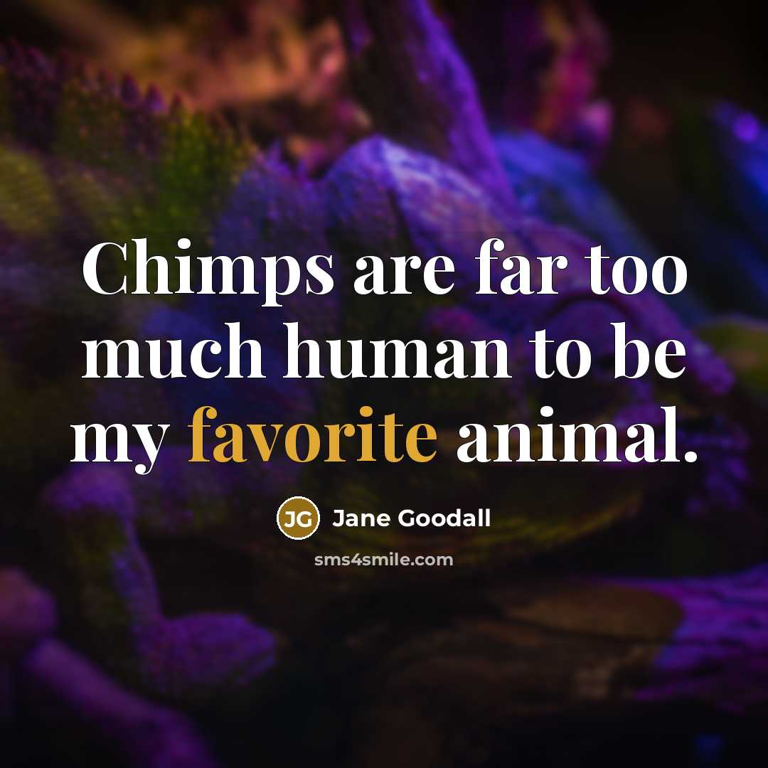 “Chimps are far too much human to be my favorite…” quote by Jane Goodall