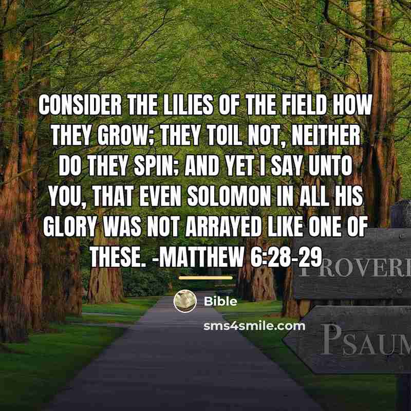 “Consider the lilies of the field how they grow; they…” quote by Bible