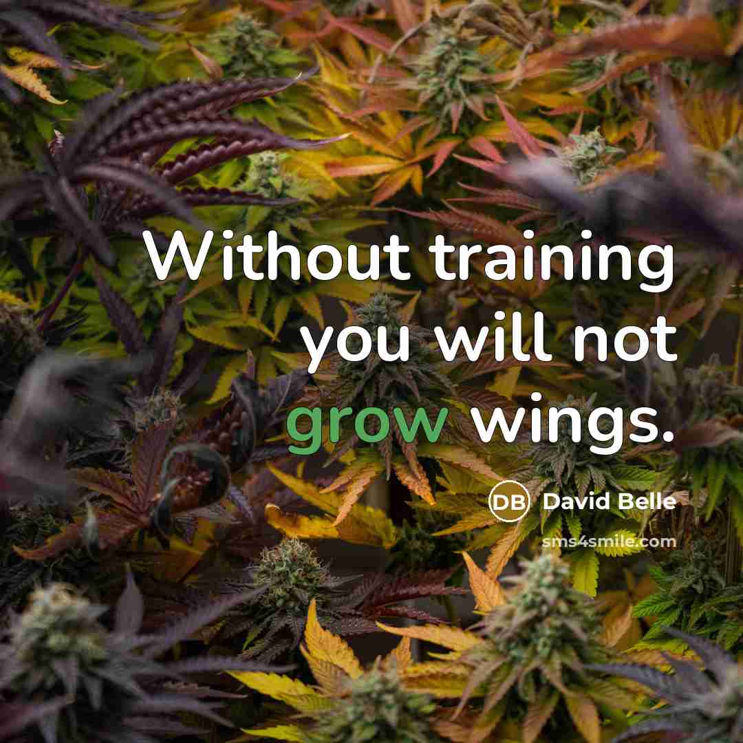 “Without training you will not grow wings.…” quote by David Belle
