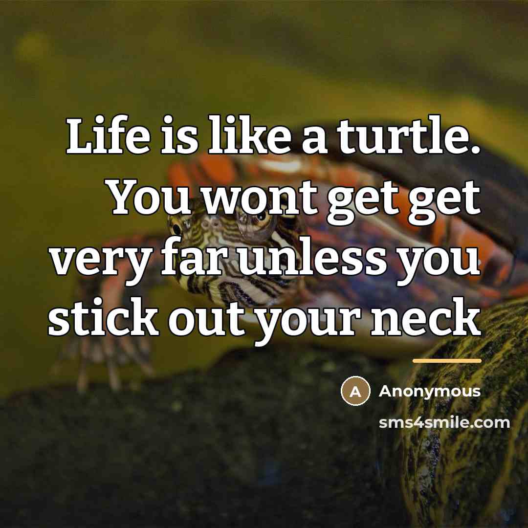 “Life is like a turtle. You wont get get very…” quote by Anonymous