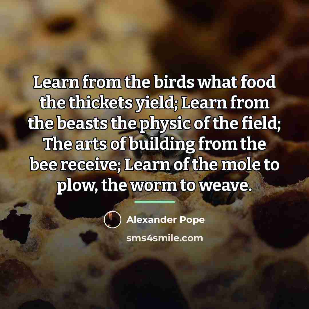 “Learn from the birds what food the thickets yield; Learn…” quote by Alexander Pope