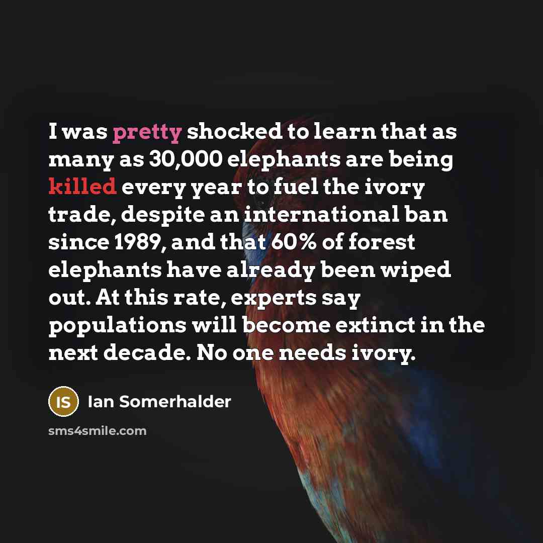 “I was pretty shocked to learn that as many as 30,000 elephants are being killed every year to fuel the ivory trade, despite an international ban since 1989, and that 60% of forest elephants have already been wiped out. At this rate, experts say populations will become extinct in the next decade…” quote by Ian Somerhalder