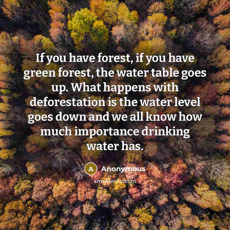 “If you have forest, if you have green forest, the…” quote by Anonymous