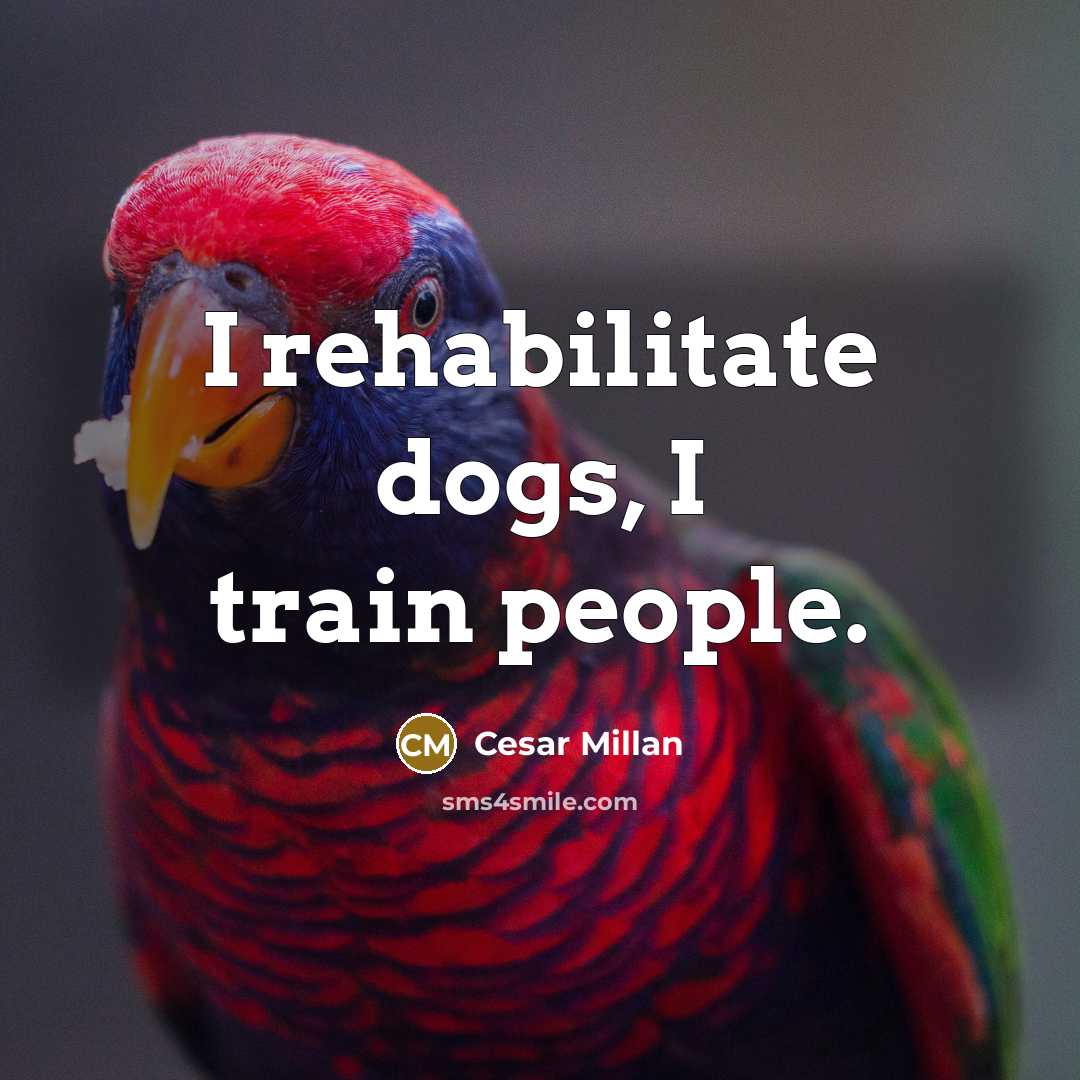 “I rehabilitate dogs, I train people.” quote by Cesar Millan