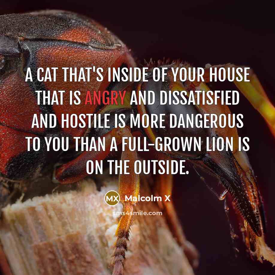 “A cat that's inside of your house that is angry…” quote by Malcolm X
