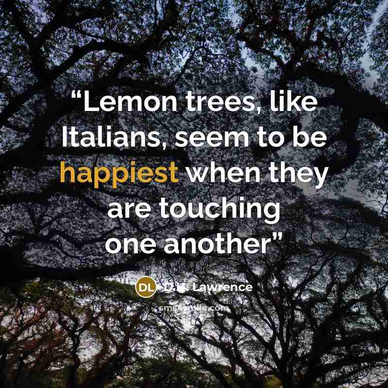 “Lemon trees, like Italians, seem to be happiest when they are touching one another” quote by D.H. Lawrence