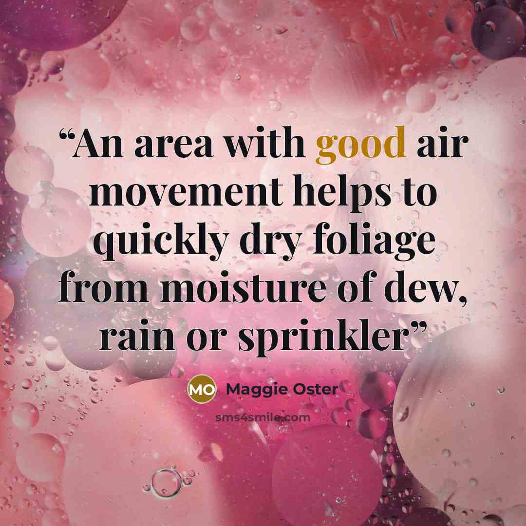 “An area with good air movement helps to quickly dry foliage from moisture of dew, rain or sprinkler” quote by Maggie Oster