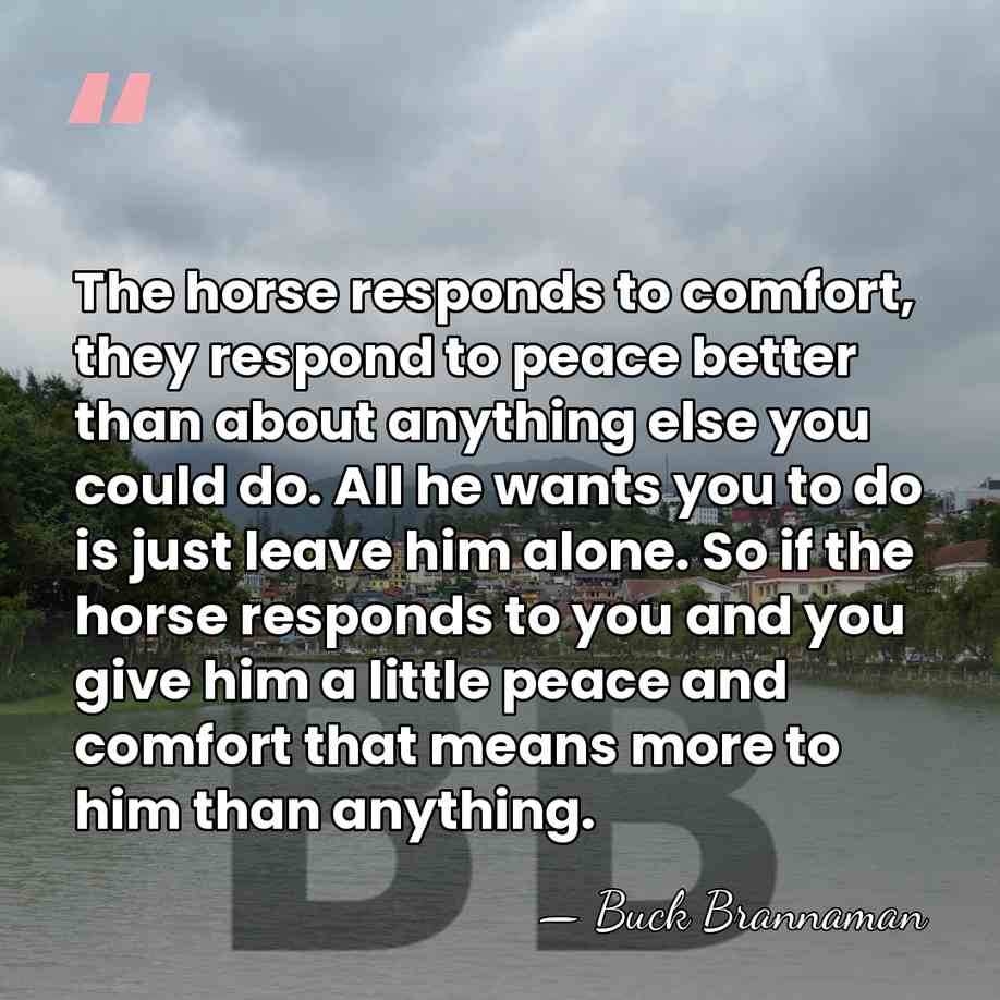 The horse responds to comfort, they respond to peace better than about&hellip; - Buck Brannaman
