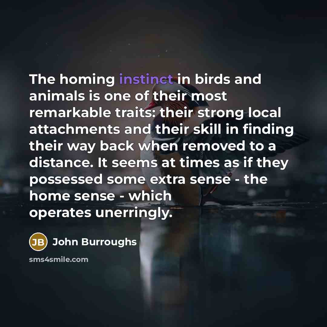 “The homing instinct in birds and animals is one of…” quote by John Burroughs