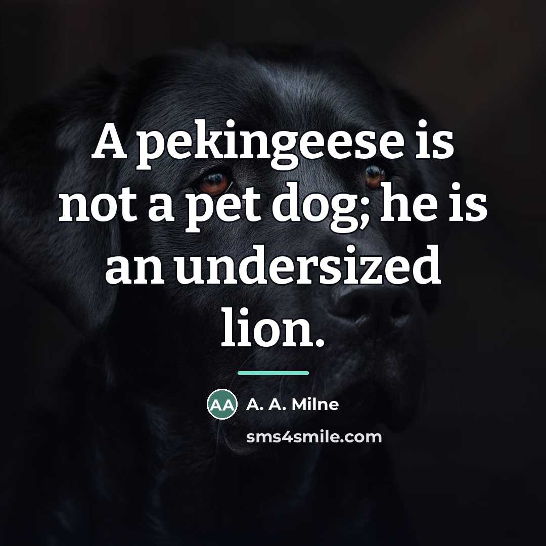 “A pekingeese is not a pet dog; he is an…” quote by A. A. Milne