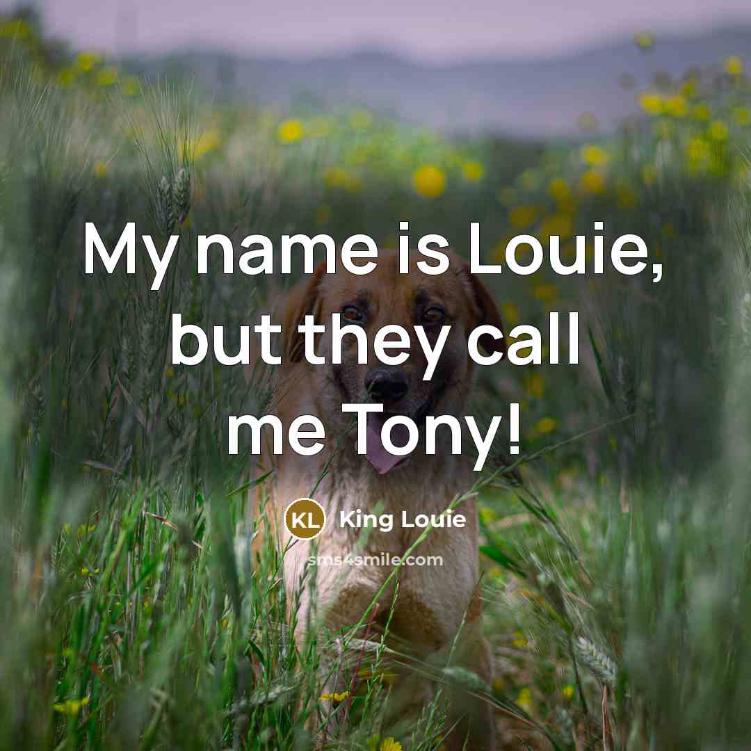 “My name is Louie, but they call me Tony!…” quote by King Louie