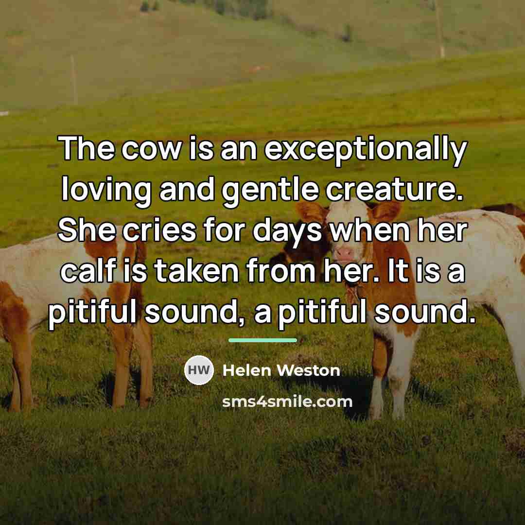 “The cow is an exceptionally loving and gentle creature. She…” quote by Helen Weston