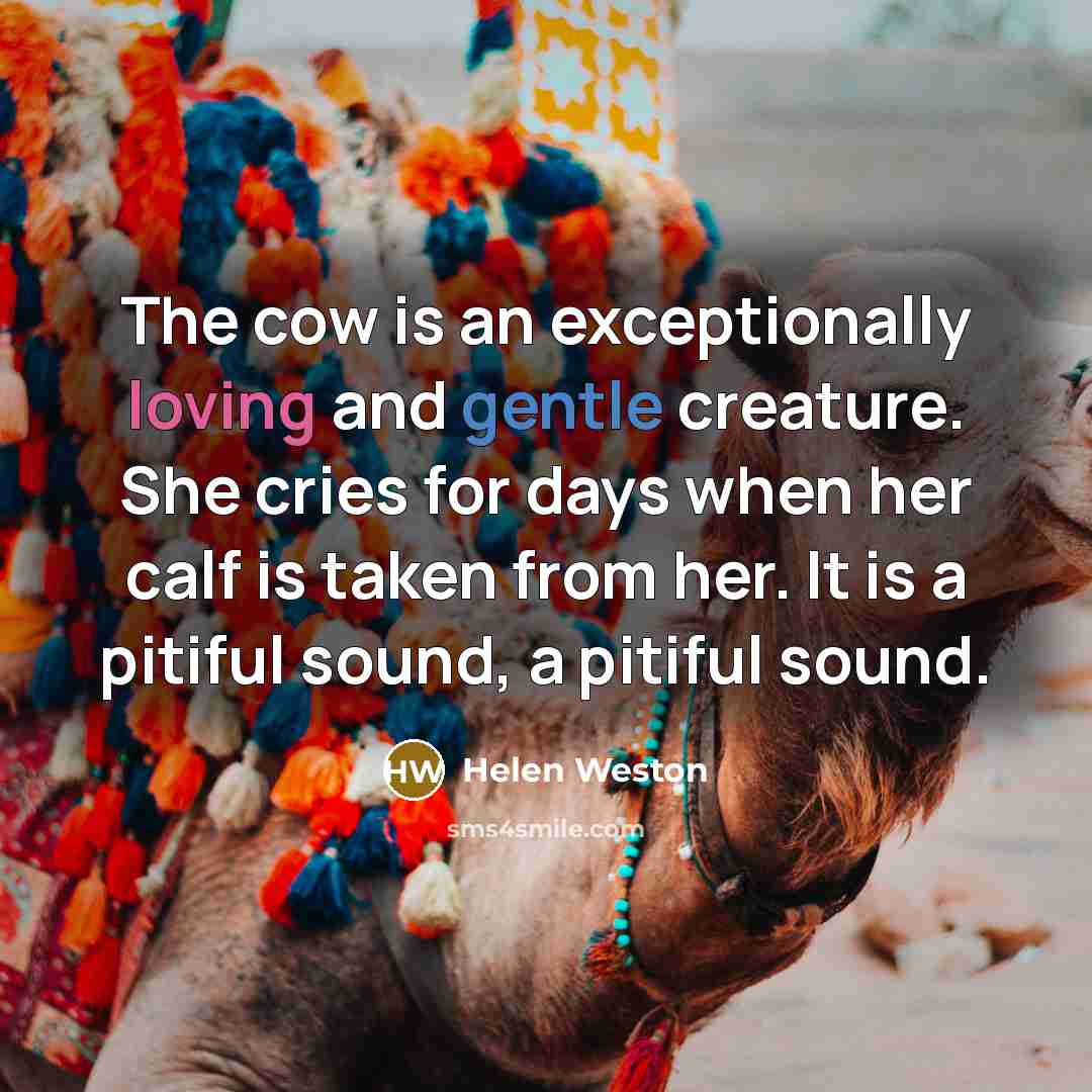 “The cow is an exceptionally loving and gentle creature. She cries for days when her calf is taken from her. It is a pitiful sound, a pitiful sound.” quote by Helen Weston