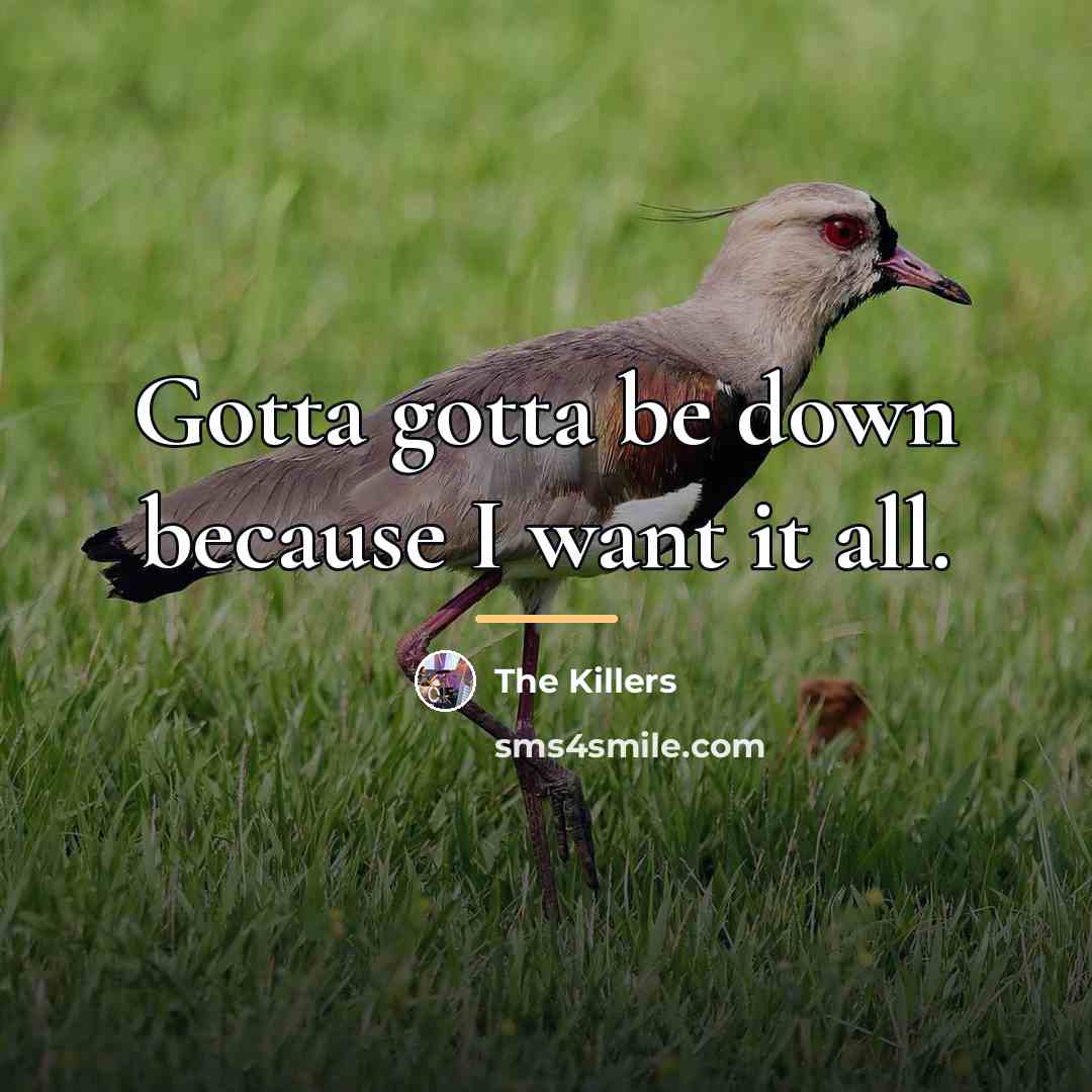 “Gotta gotta be down because I want it all.…” quote by The Killers