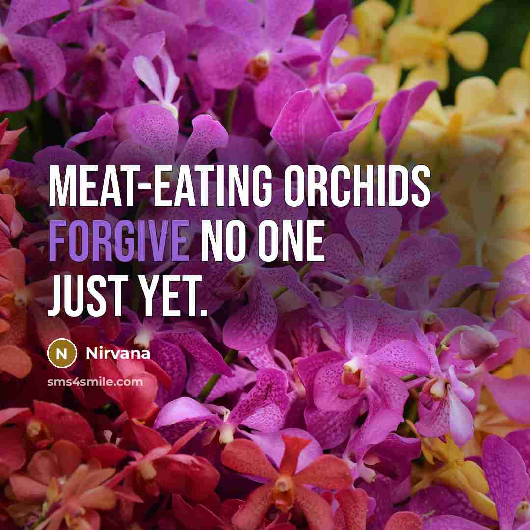 “Meat-eating orchids forgive no one just yet.” quote by Nirvana