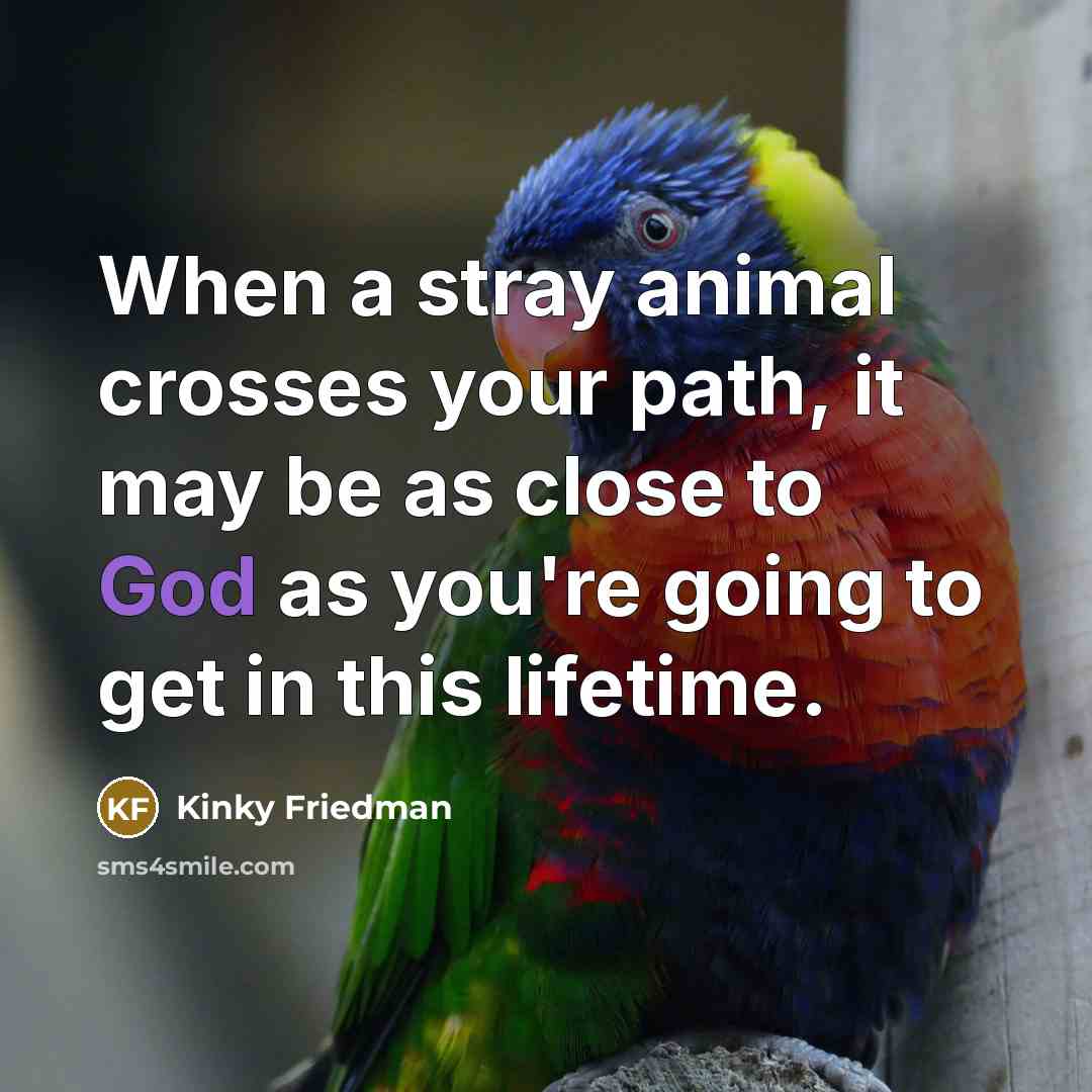 “When a stray animal crosses your path, it may be…” quote by Kinky Friedman