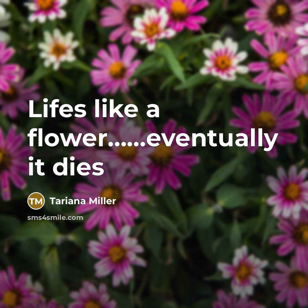 “Lifes like a flower……eventually it dies” quote by Tariana Miller