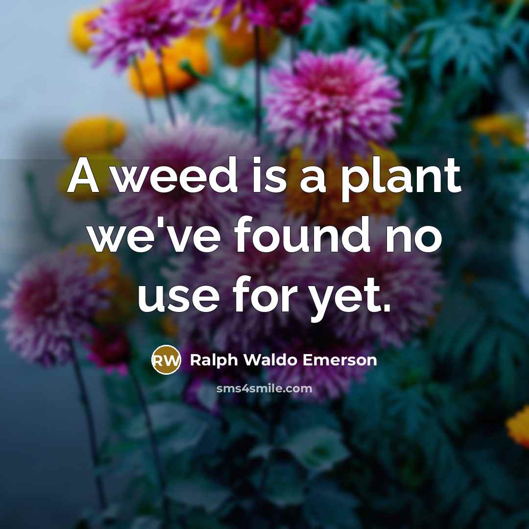“A weed is a plant we've found no use for…” quote by Ralph Waldo Emerson