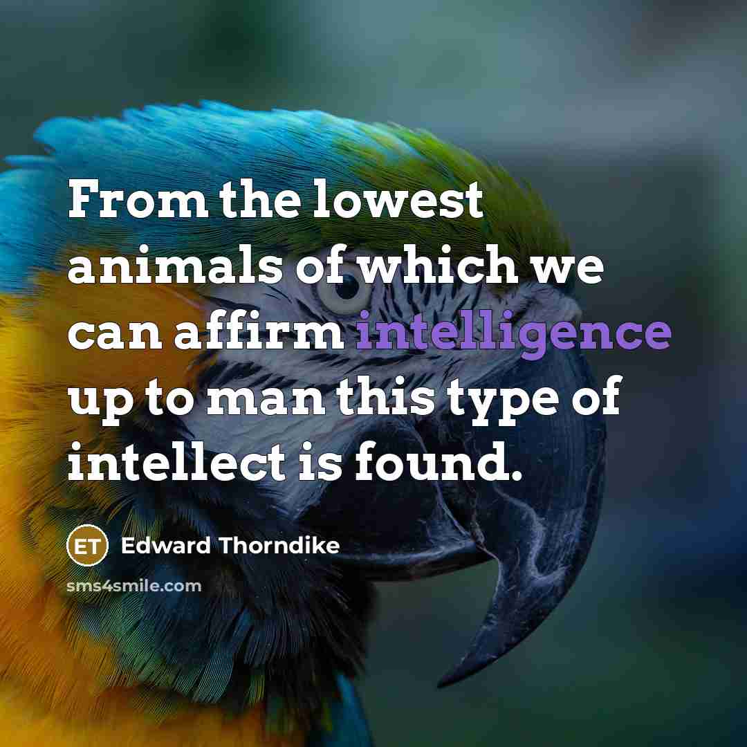 “From the lowest animals of which we can affirm intelligence…” quote by Edward Thorndike