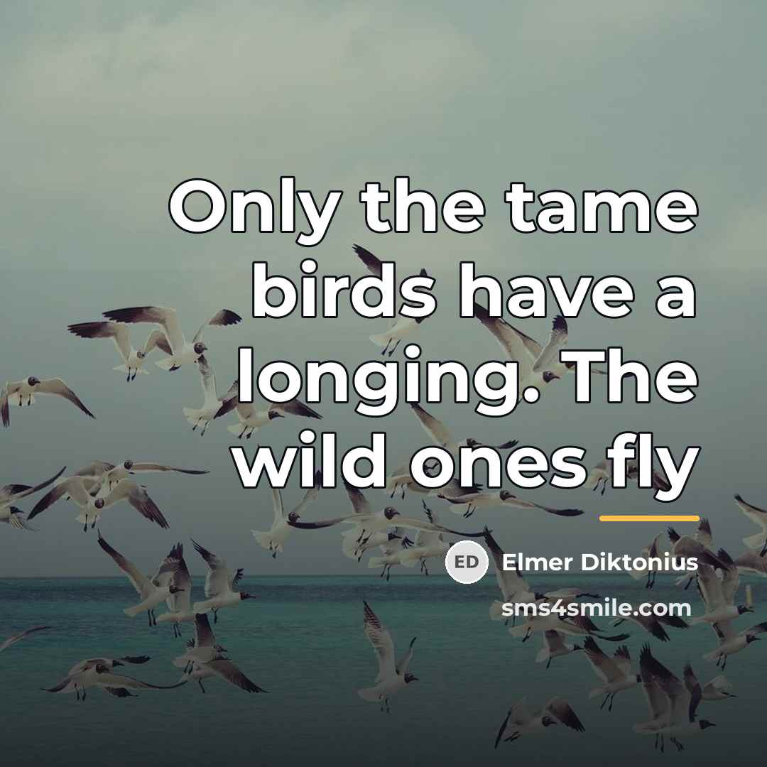 “Only the tame birds have a longing. The wild ones…” quote by Anonymous