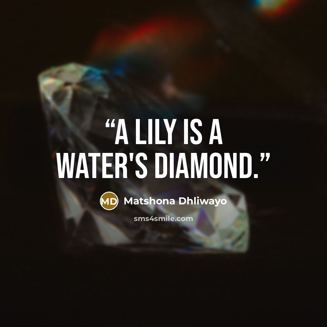 “A lily is a water's diamond.” quote by Matshona Dhliwayo